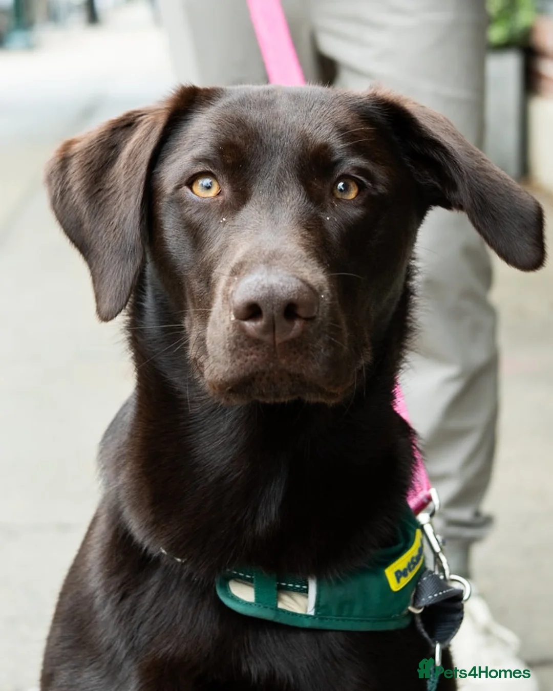 Labrador Retriever dogs for sale: Labrador retriever  in Croydon - Advert 1