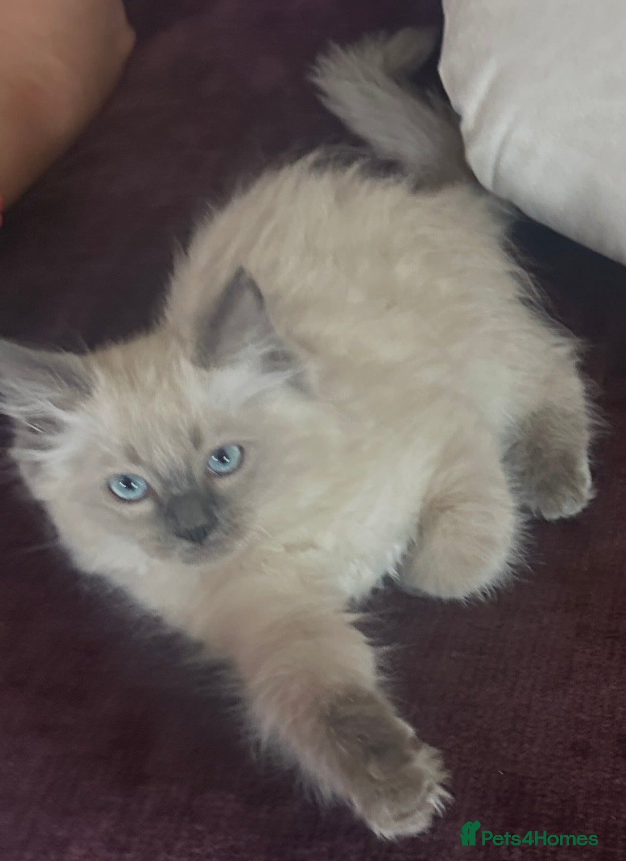 Ragdoll cats Pure Blue Ragdoll kittens  - Advert 1