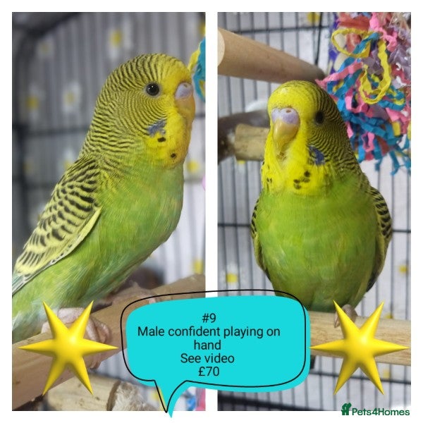 Budgerigars birds Pet baby budgies priced from £30. - Advert 2