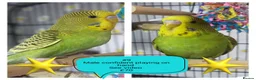Budgerigars birds for sale: Pet baby budgies priced from £30. - Advert 5