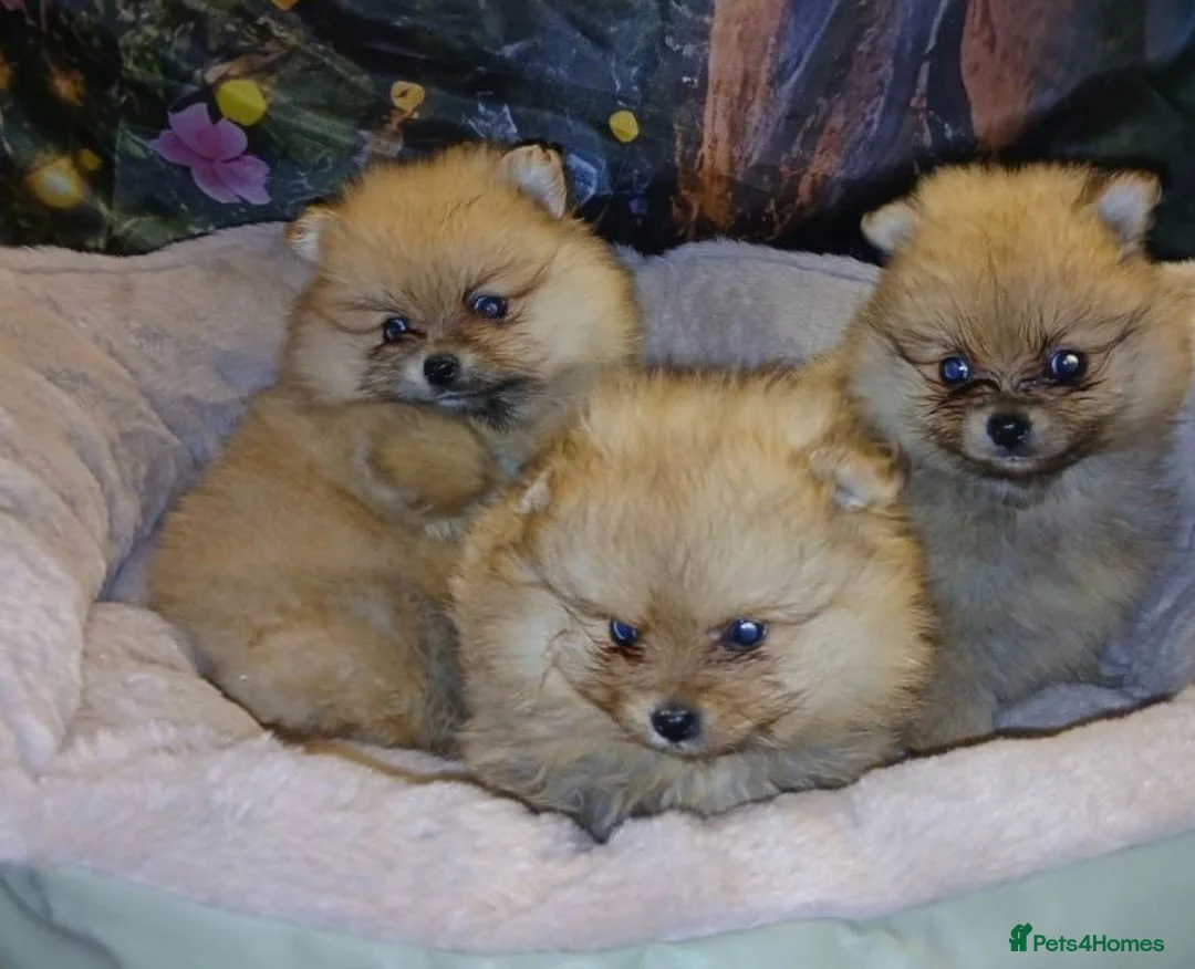 Pomeranian dogs for sale: TINY MINIATURE HEALTH TESTED POM PUPPIES  in Manchester - Advert 2