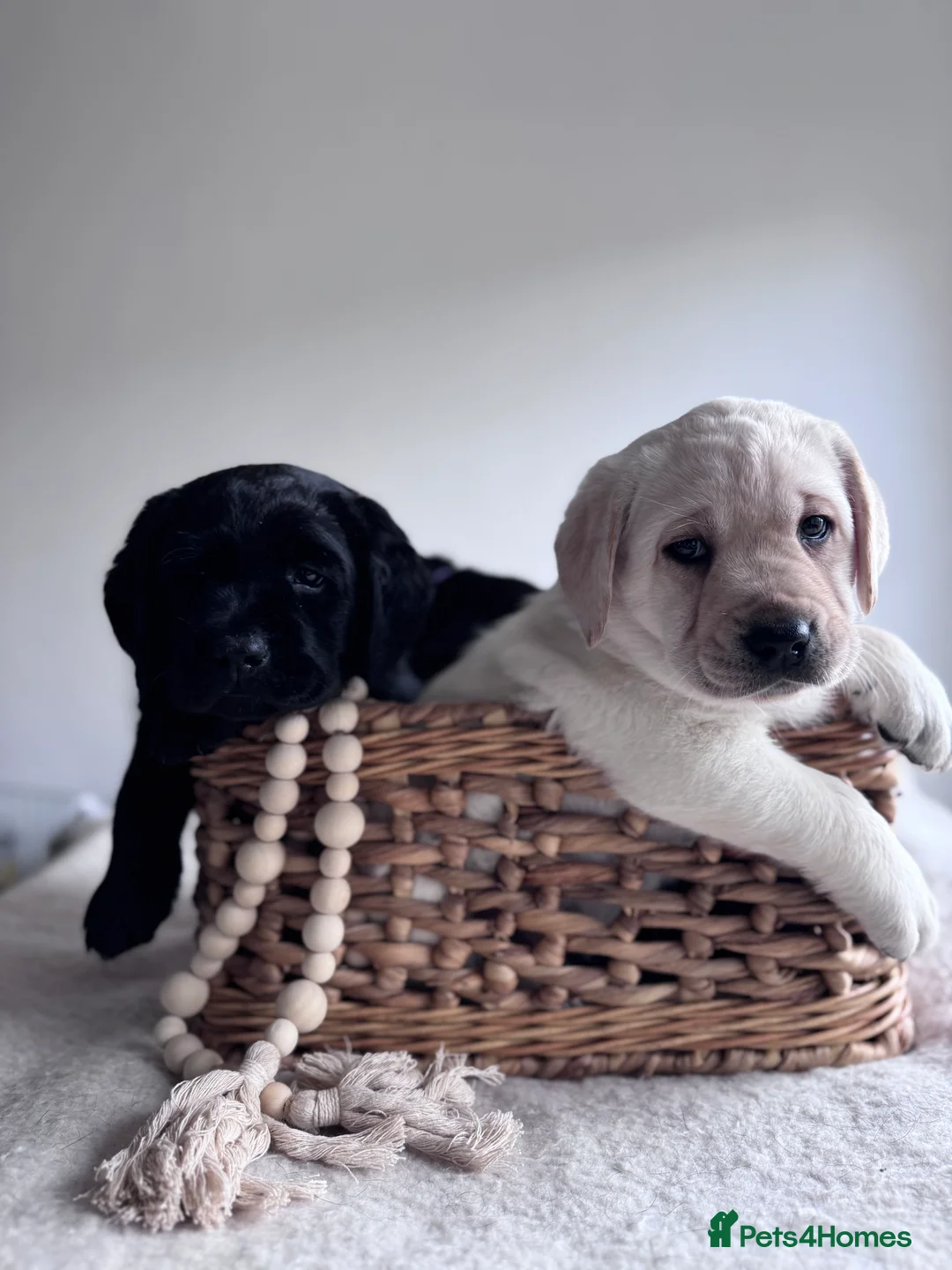 Labrador Retriever dogs for sale:  ✨ KC Registered Labrador Retriever Puppies   - Advert 4