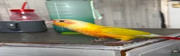 Conures birds for sale: Suncheek conure in Cradley Heath - Advert 3