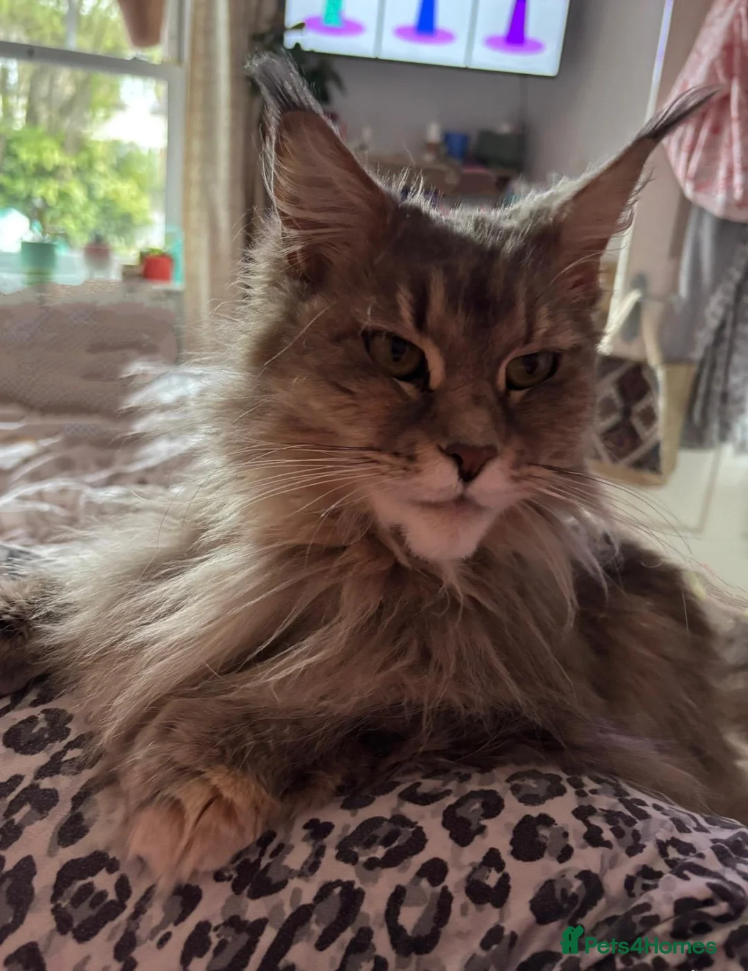 Maine Coon cats for sale: Beautiful 3 year old Maine Coon girl - Advert 1