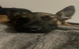 Mixed Breed dogs for sale: Faun  - Image 3
