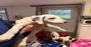 Mixed Breed dogs Collie x Dalmatian Puppies - Advert 10