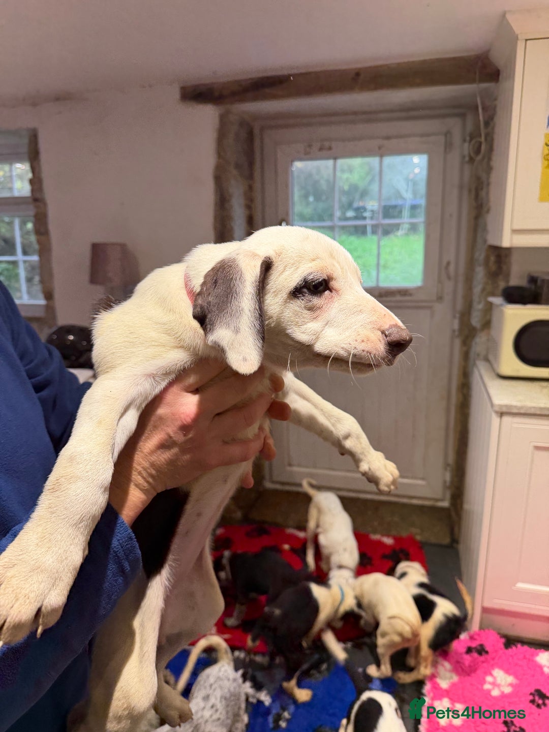 Mixed Breed dogs for sale: Collie x Dalmatian Puppies - Advert 3