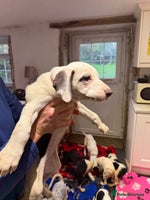 Mixed Breed dogs Collie x Dalmatian Puppies - Advert 12