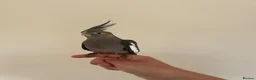 Cockatiels birds for sale: Hand reared cockatiels  in Swanage - Advert 8