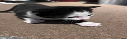 Mixed Breed cats for sale: Beautiful kittens for sale - Advert 3