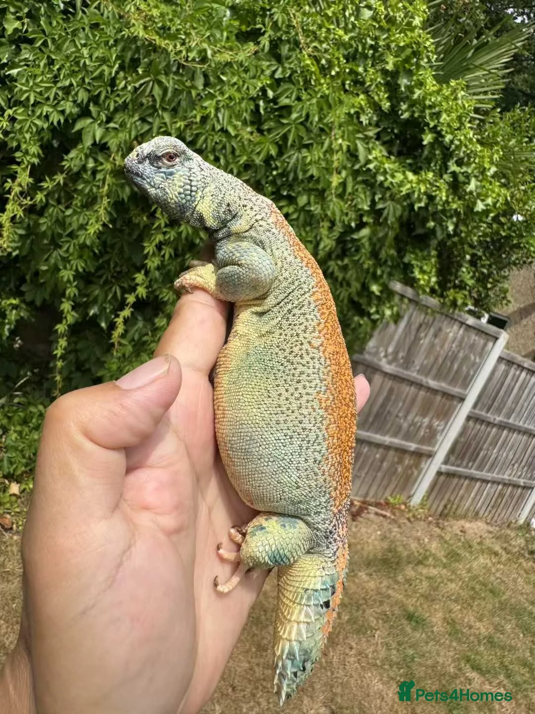 Lizard reptiles for sale: Pair uromastyx thomasi Male and Femal in London - Advert 4