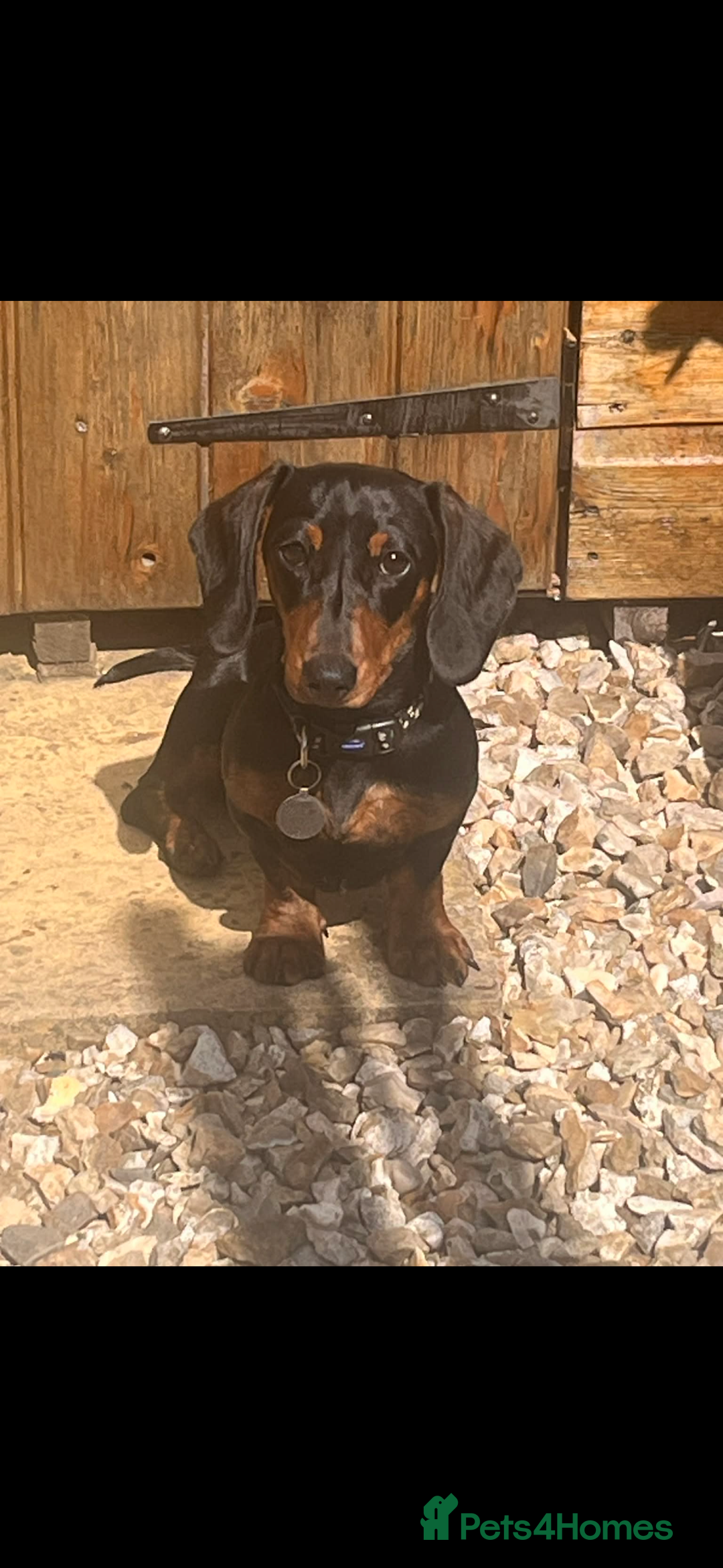 Miniature Dachshund dogs for sale: Pedigree Female Minature Dachshund - Advert 6