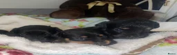 Jackapoo dogs for sale: Quality Jack Russel/Jackapoo Puppies 🐶  - Advert 6