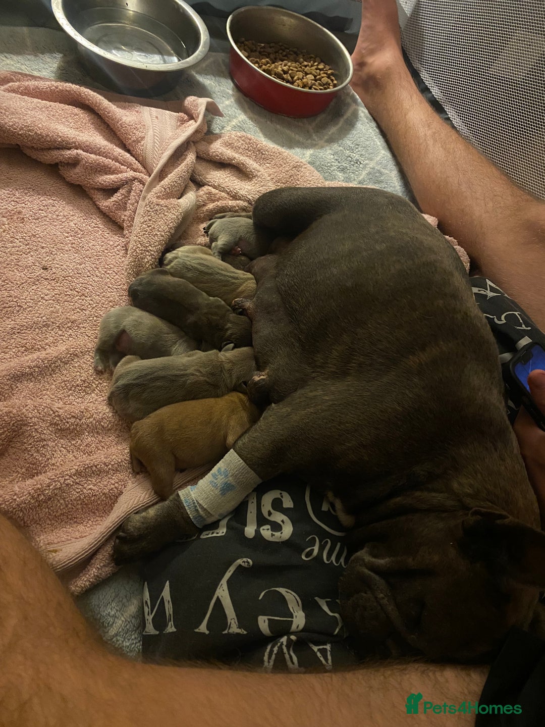 French Bulldog dogs for sale: French bulldog pups  - Image 10