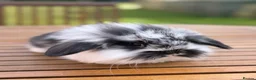 Mini Lion Lop rabbits for sale: 4 baby mini lion lop bunnies - Advert 4