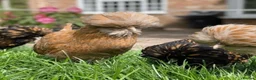 Chickens poultry for sale: Pure Breed Polish chickens mixed sex and colours - Advert 2