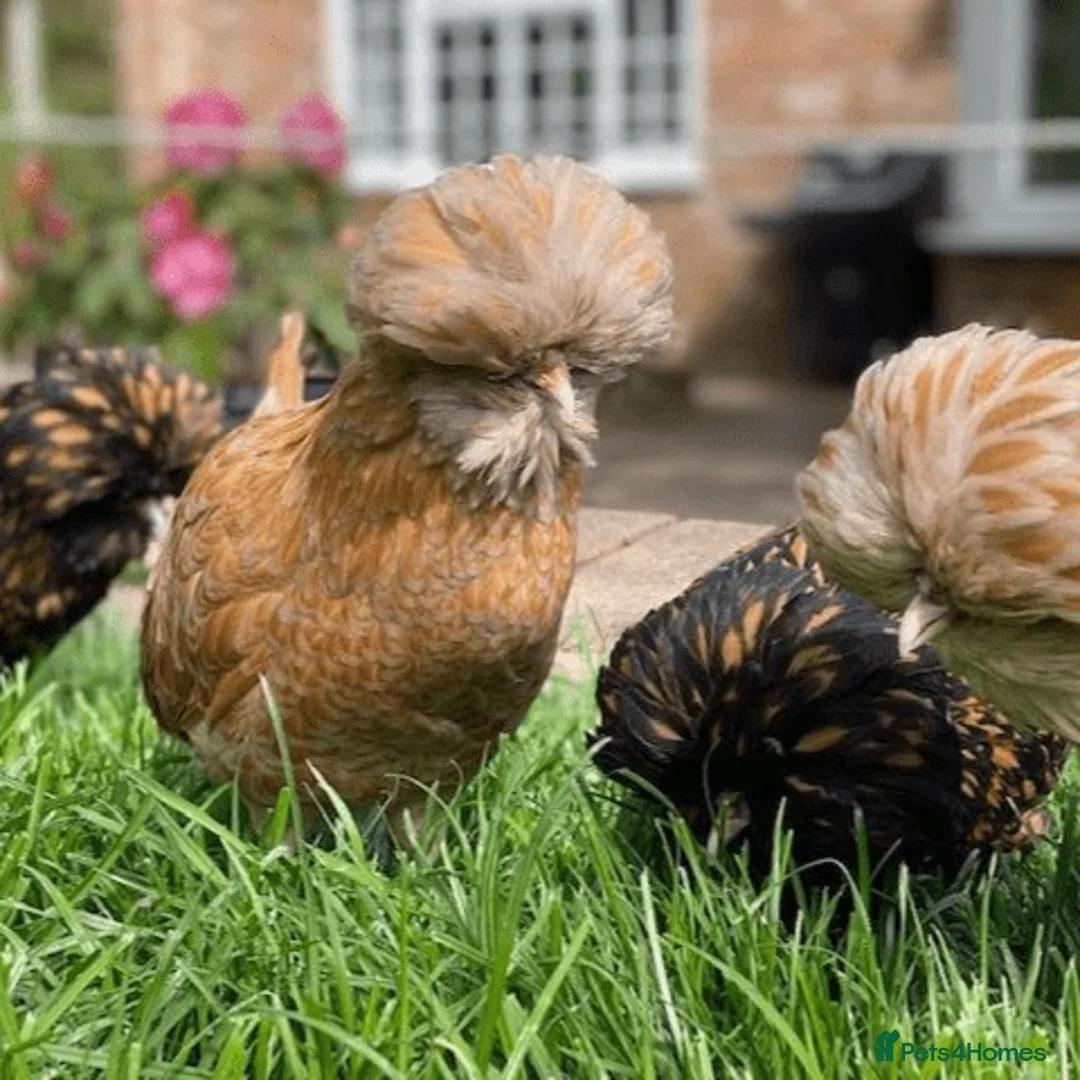 Chickens poultry for sale: Pure Breed Polish chickens mixed sex and colours - Advert 2
