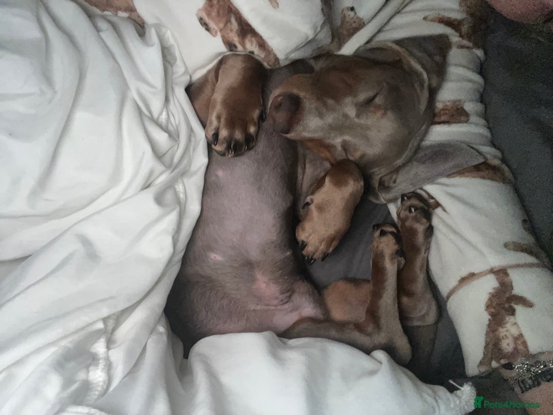 Miniature Dachshund dogs for sale: 9 month, KC registered miniature dachshund  - Advert 18