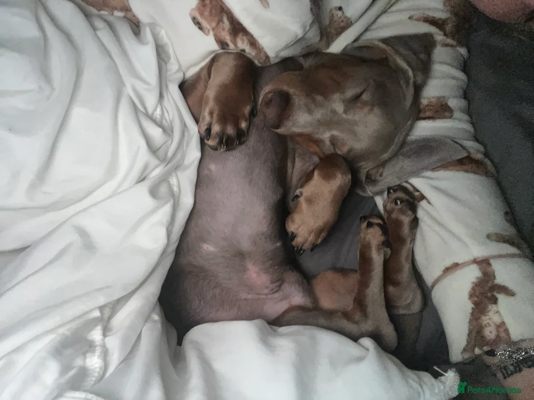 Miniature Dachshund dogs for sale: 9 month, KC registered miniature dachshund  - Advert 18