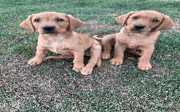 Labrador Retriever dogs for sale: Ready to leave - KC Fox Red Labrador puppies - Image 8