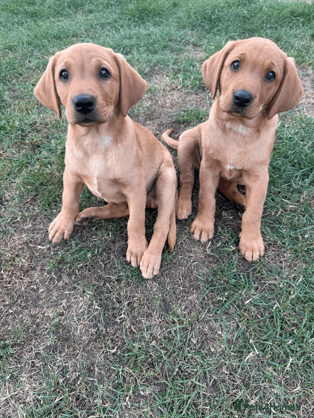 Labrador Retriever dogs for sale: Ready to leave - KC Fox Red Labrador puppies - Image 8
