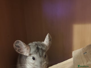 Chinchilla rodents - Advert 16