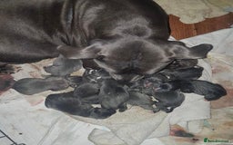 Staffordshire Bull Terrier dogs for sale: Beautiful blue Staffordshire bull terrier puppies  - Image 18