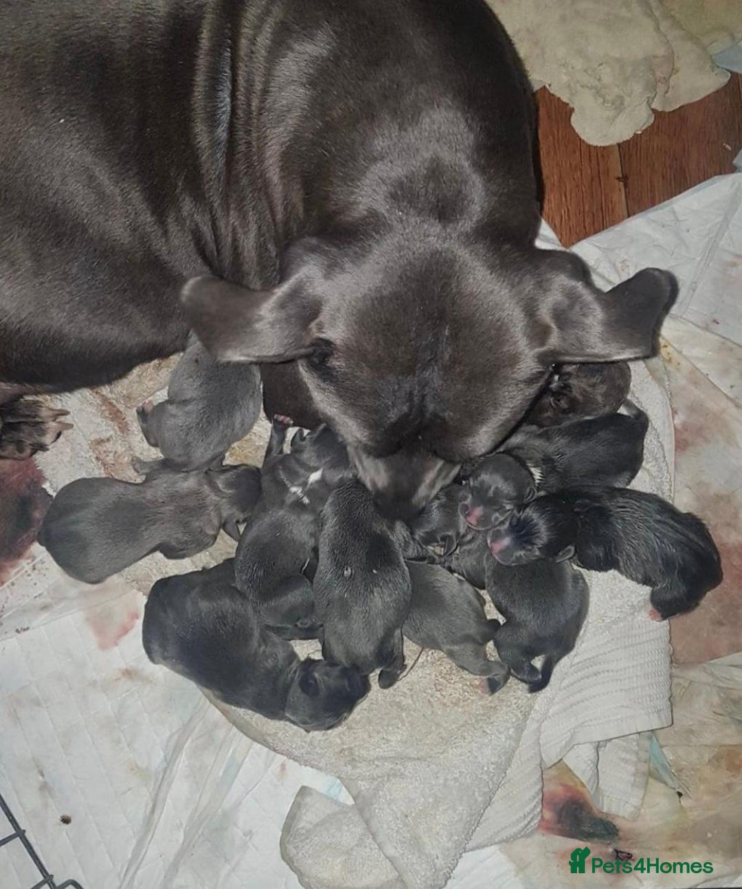 Staffordshire Bull Terrier dogs for sale: Beautiful blue Staffordshire bull terrier puppies  - Image 18