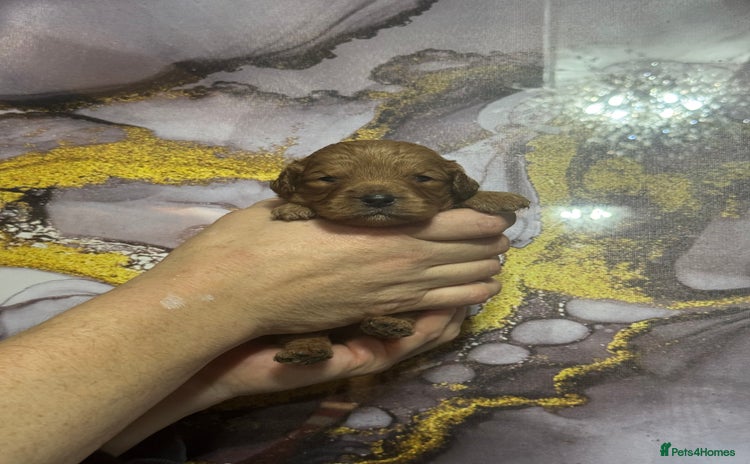 Cavapoo dogs - Advert 1