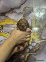 Cavapoo dogs - Advert 4