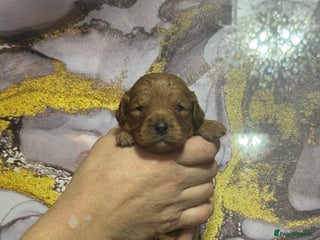 Cavapoo dogs - Advert 2