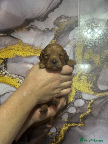 Cavapoo dogs - Advert 1