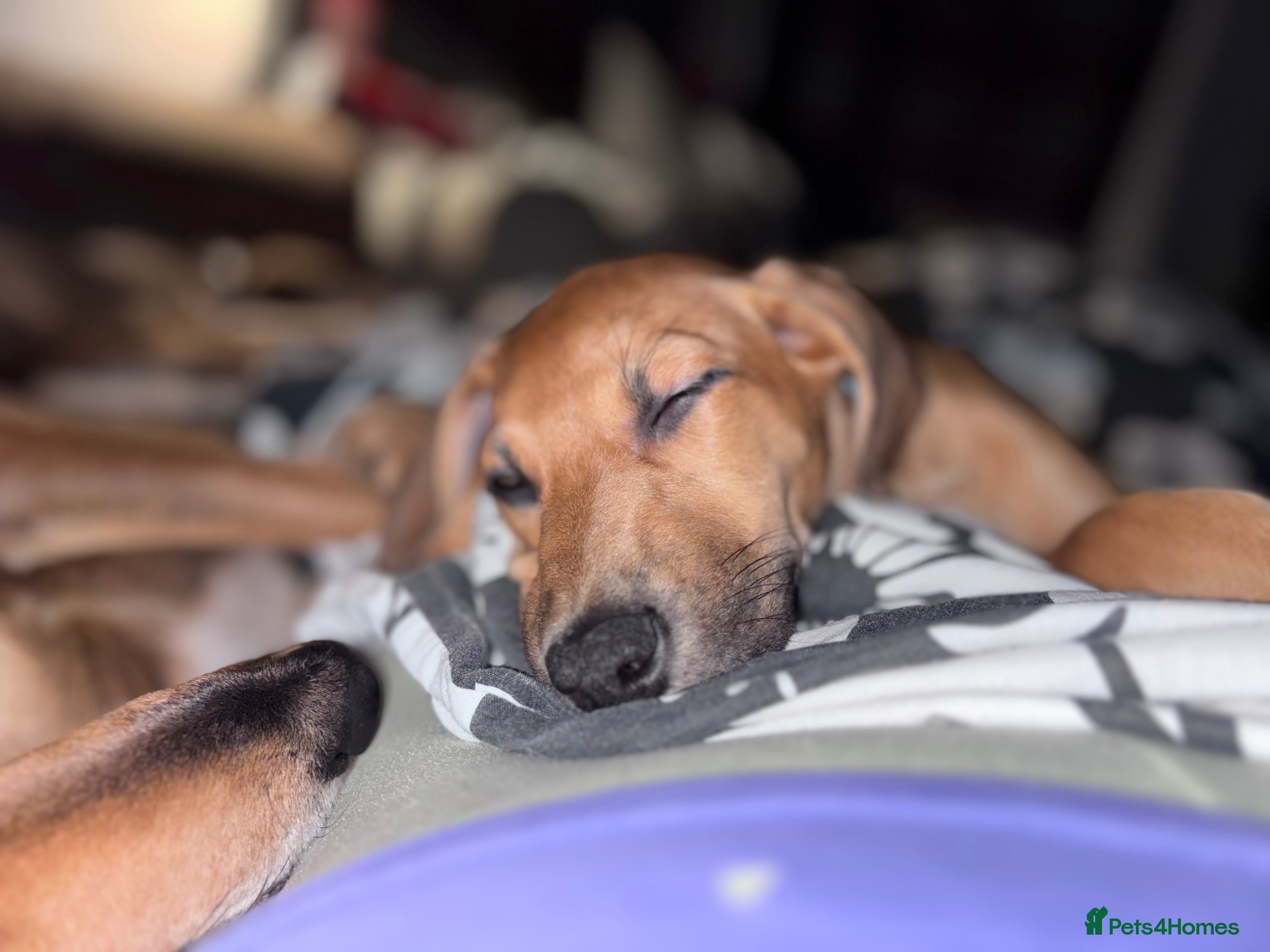 Mixed Breed dogs ⭐️FEMALE SALUKIX PUP READY TO GO FULLY VACCINATED  - Advert 4