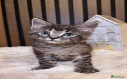 Ragdoll cats for sale: 🌙 Grey Ghost Kittens🎃 – Ragdoll × Tabby 🐾 - Image 19