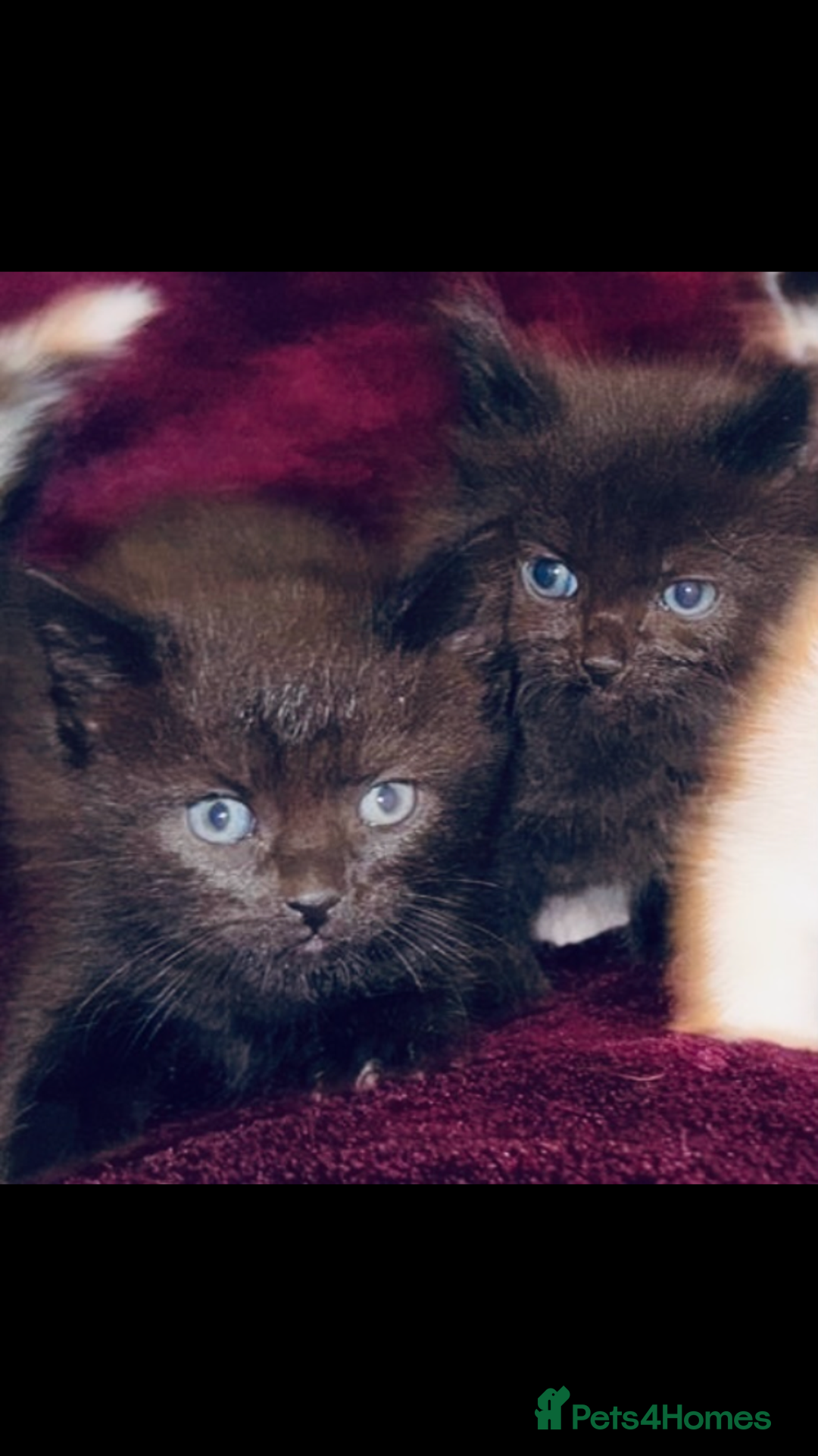 Mixed Breed cats for sale: 8 Adorable Kittens  - Image 8