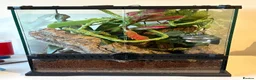Gecko reptiles for sale: Crested Gecko and full bio tank 10 months old - Advert 2