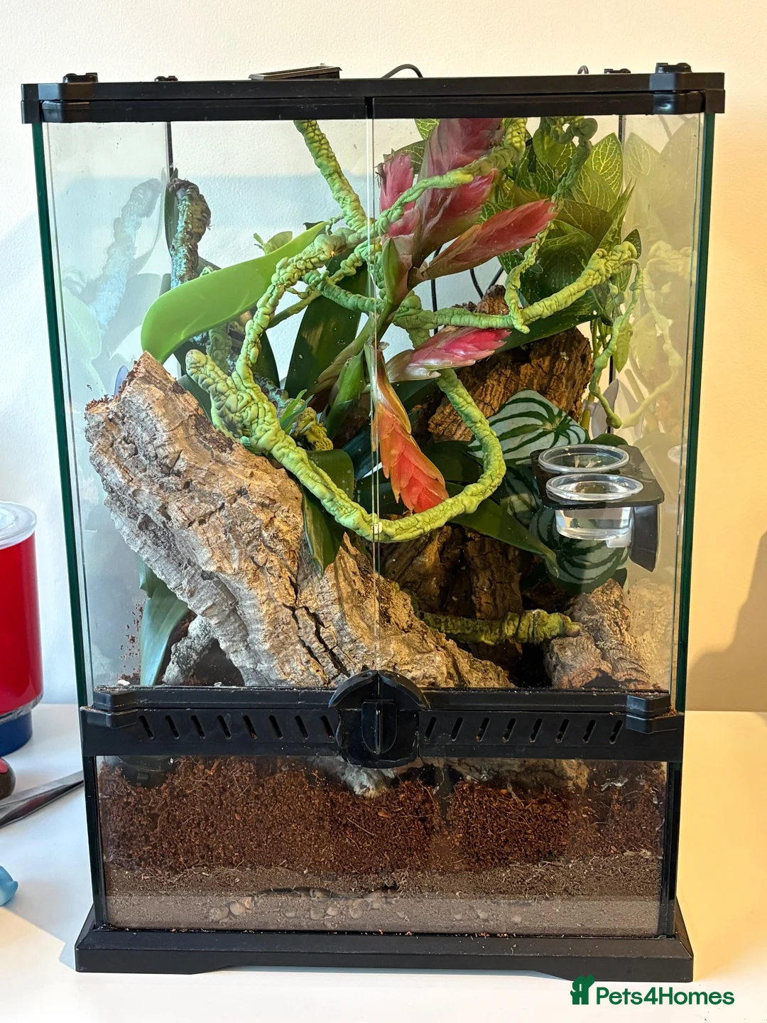 Gecko reptiles for sale: Crested Gecko and full bio tank 10 months old - Advert 2