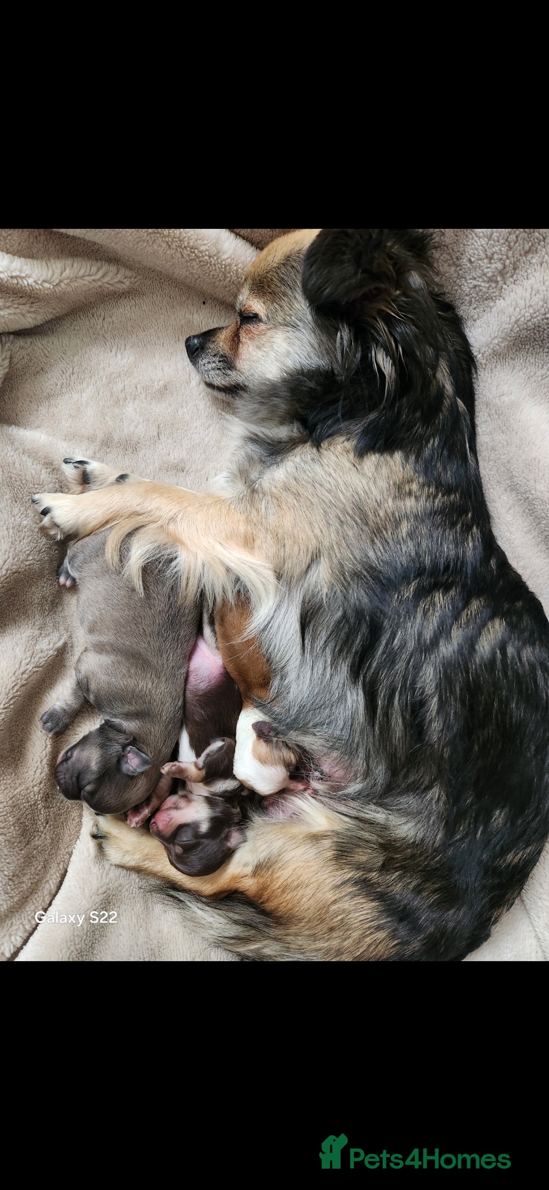 Chihuahua dogs for sale: Adorable Chihuahua Boy Puppies – Ready Soon - Image 7