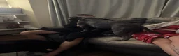 Staffordshire Bull Terrier dogs for stud: Kenbloom Mcintosh  - Advert 14