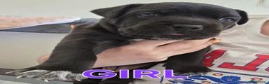 Cane Corso 2