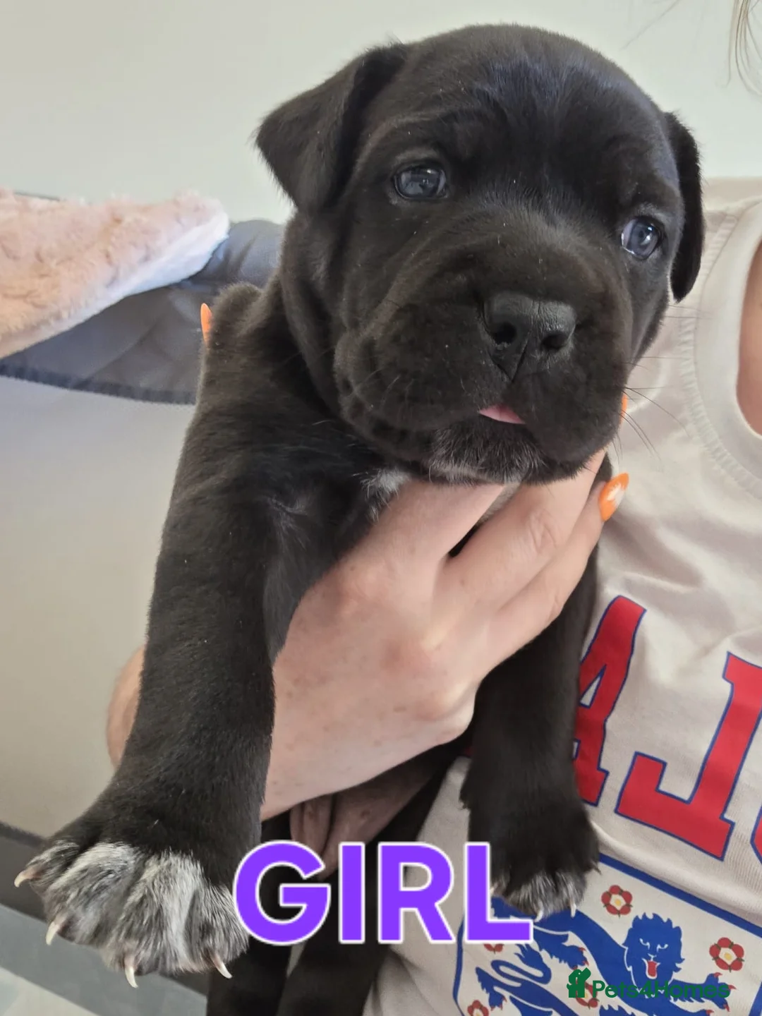 Cane Corso dogs for sale: Healthy, Chunky Cane Corso pups 3 weeks old in Stroud - Advert 2