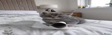 Ragdoll 2