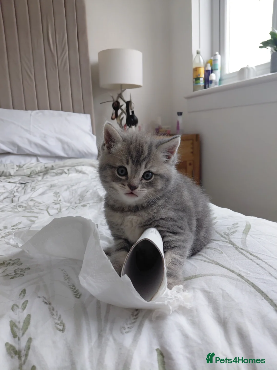 Ragdoll cats for sale: Mixed Ragdoll kittens  - Advert 2