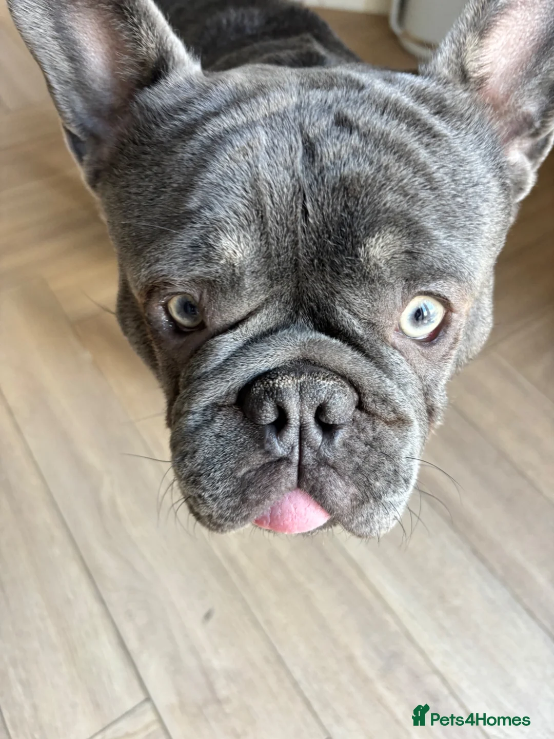 French Bulldog dogs for sale: French bulldog  - Advert 5