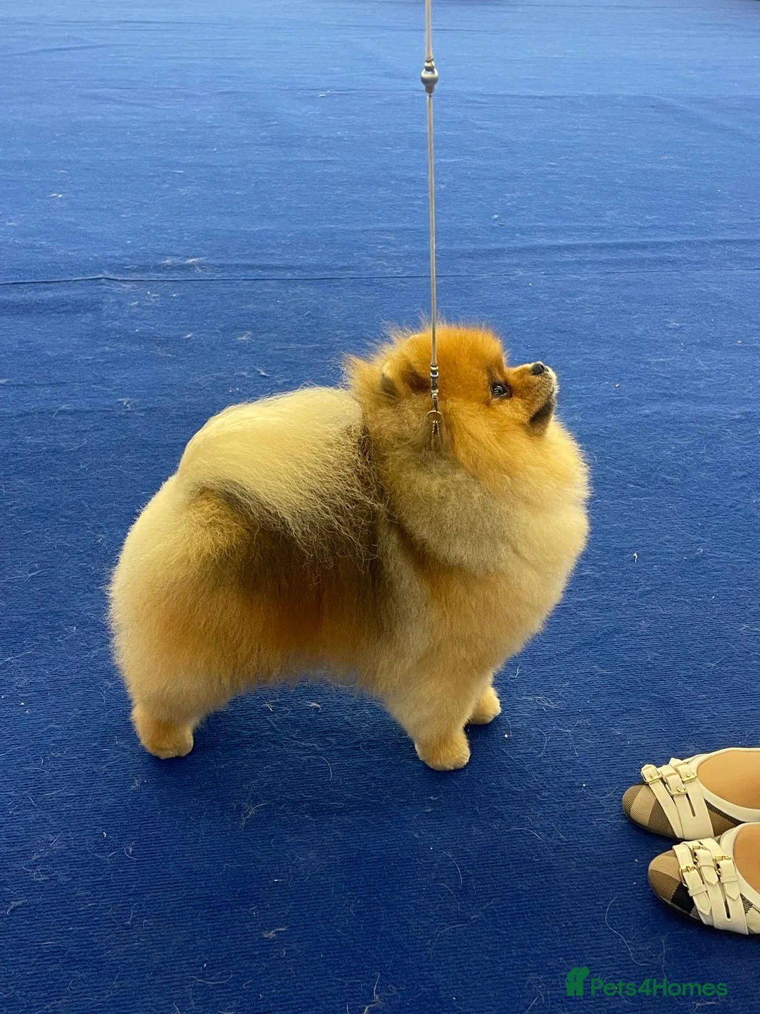 Pomeranian dogs for sale: ♥️ Adorable Pomeranian Puppies ♥️ - Advert 2