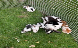 Rex rabbits for sale: Lovely Mini Rex bunnies ready for their new homes - Image 4