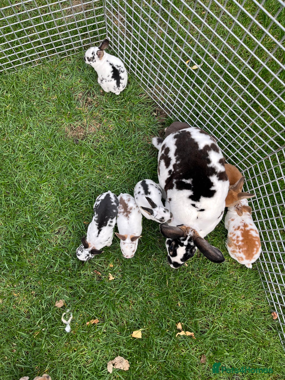 Rex rabbits for sale: Lovely Mini Rex bunnies ready for their new homes - Image 4