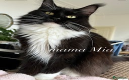 Maine Coon cats for sale: GCCF active / domestic Maine Coon  - Image 14