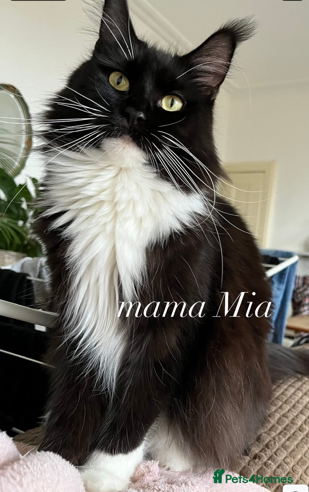 Maine Coon cats for sale: GCCF active / domestic Maine Coon  - Image 14