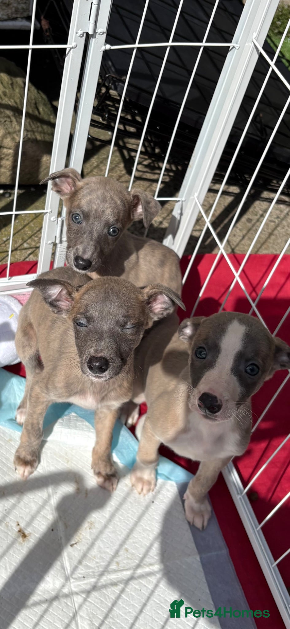 Whippet dogs Whippet pups for loving homes  - Advert 13